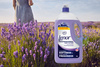LENOR LAVENDER 4L płyn do płukania tkanin